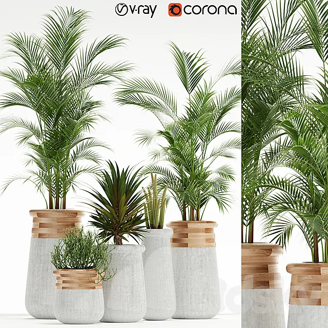 Plants collection 130 indigenus soma 3DModel