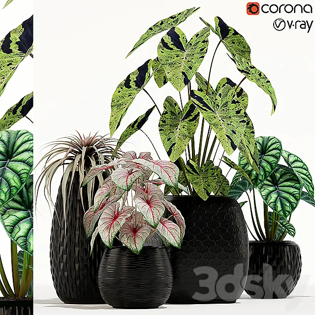 Plants collection 137 3DModel