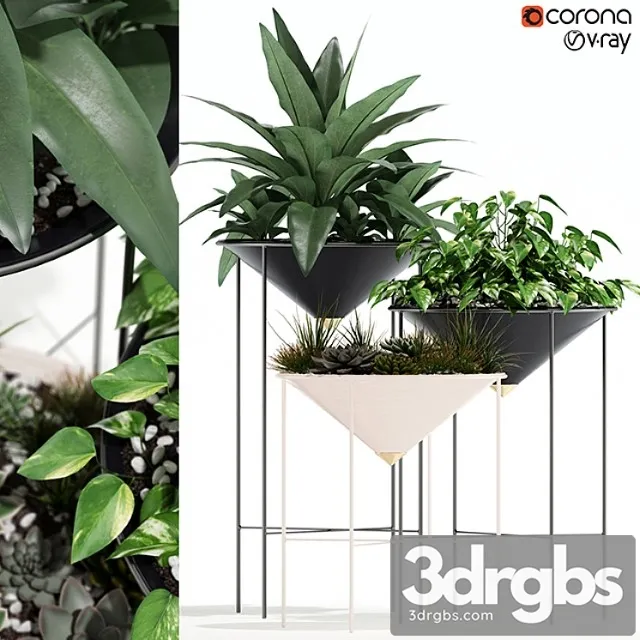 Plants collection 141 artica