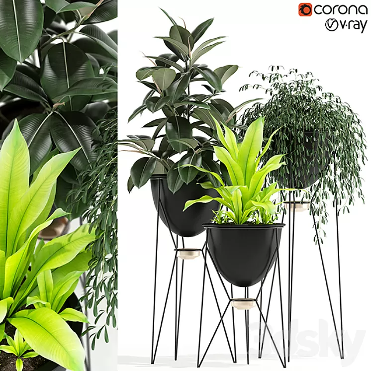 Plants collection 141 MADRE SELVA GRANDE 3D Model
