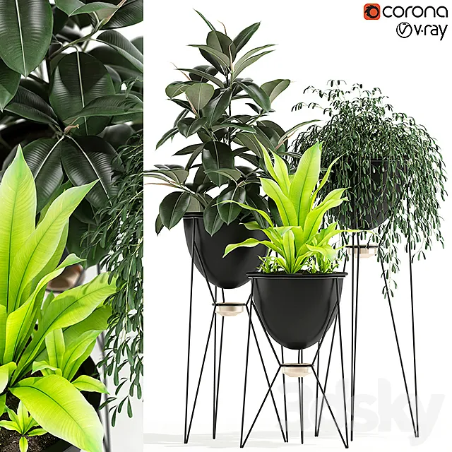 Plants collection 141 MADRE SELVA GRANDE 3DModel