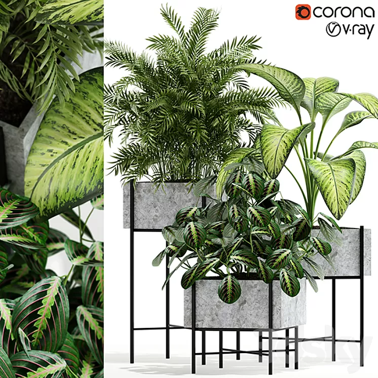 Plants collection 143 Opalo 3D Model