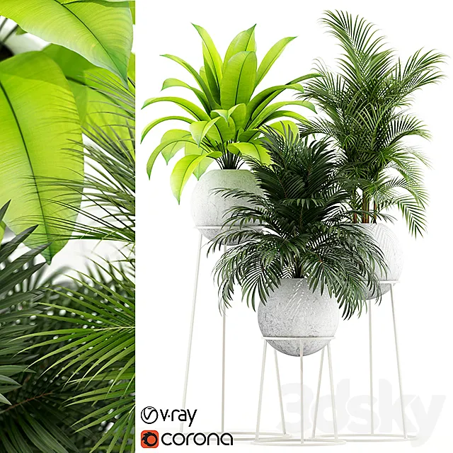 Plants collection 145 PIEDRA LUNA 3D Model