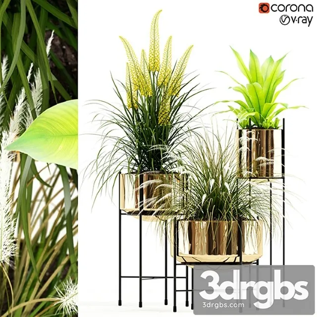 Plants collection 146 agata