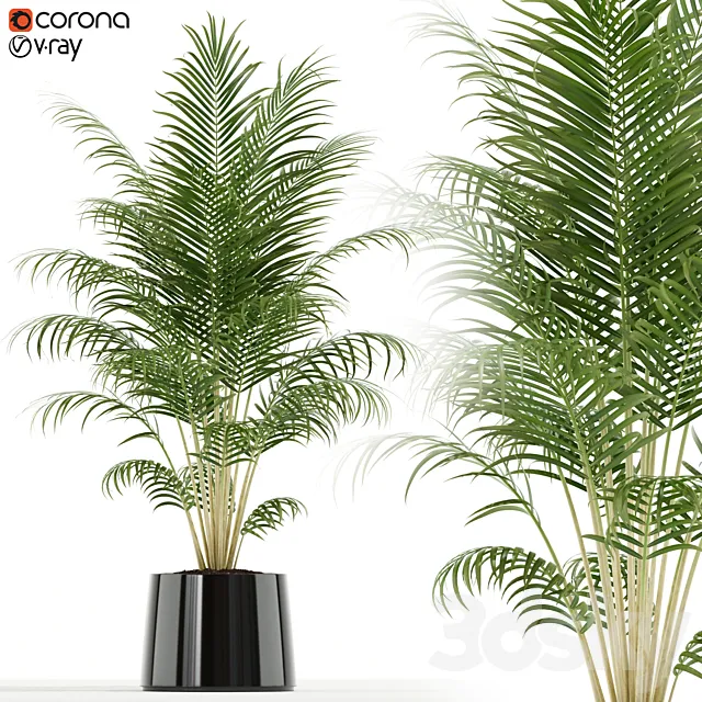 Plants collection 148 3D Model