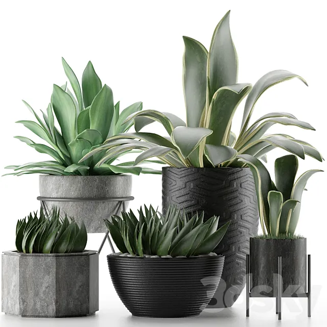 Plants Collection 15 3D Model