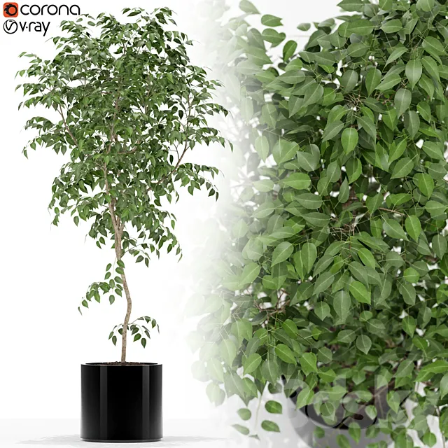 Plants collection 152 3D Model