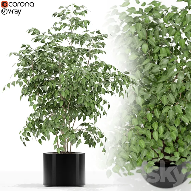 Plants collection 153 3D Model