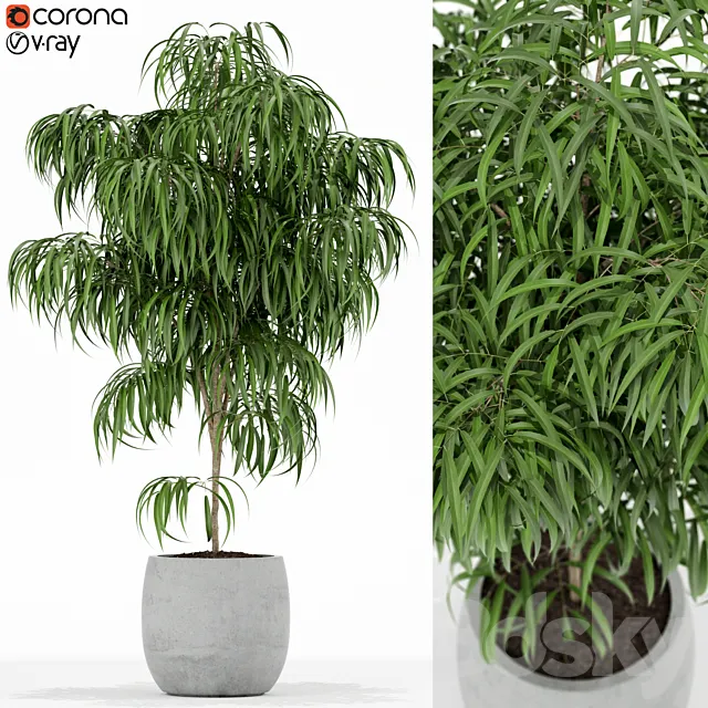 Plants collection 154 3D Model