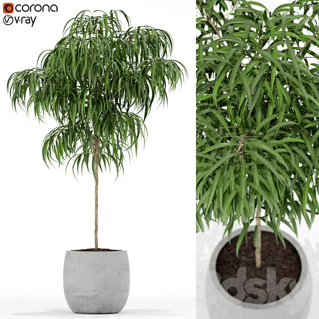 Plants collection 155 3D Model