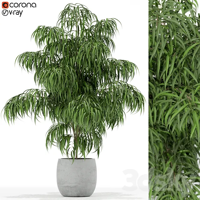Plants collection 156 3D Model