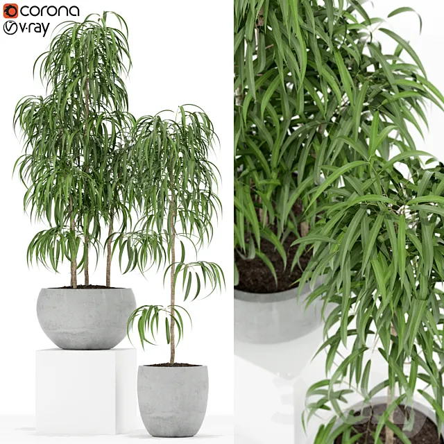 Plants collection 157 3D Model