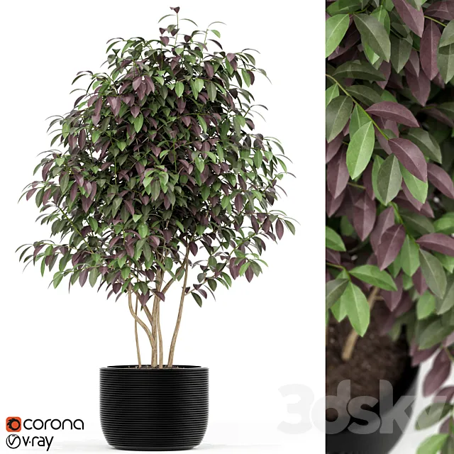 Plants collection 162 3D Model