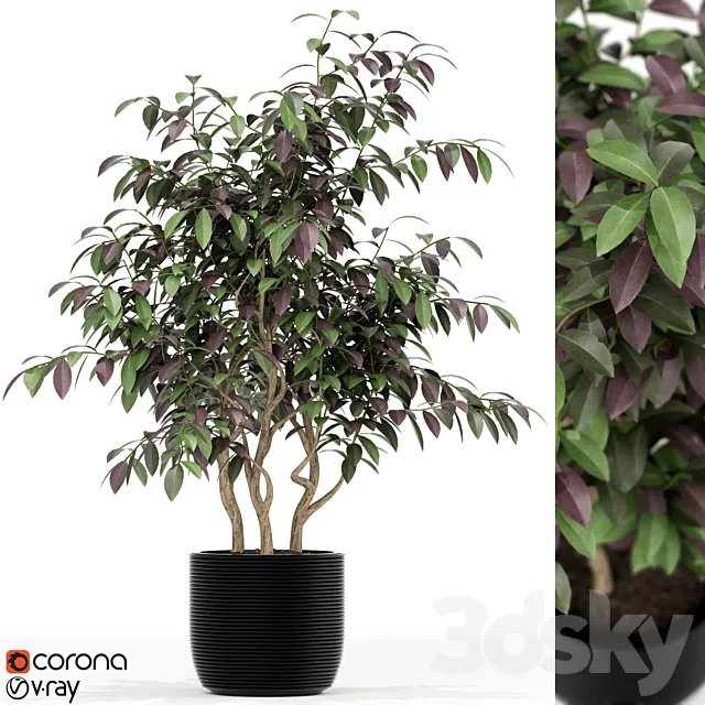 Plants collection 163 Free Download