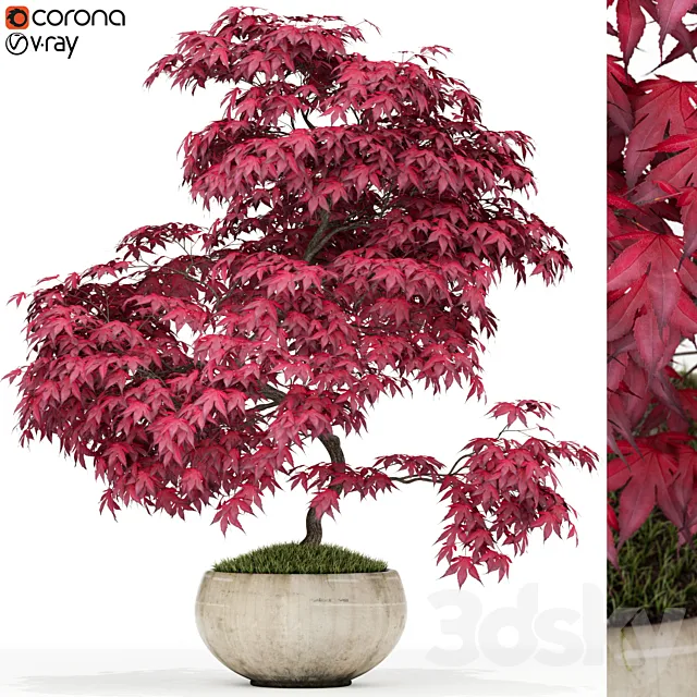 Plants collection 164 3D Model