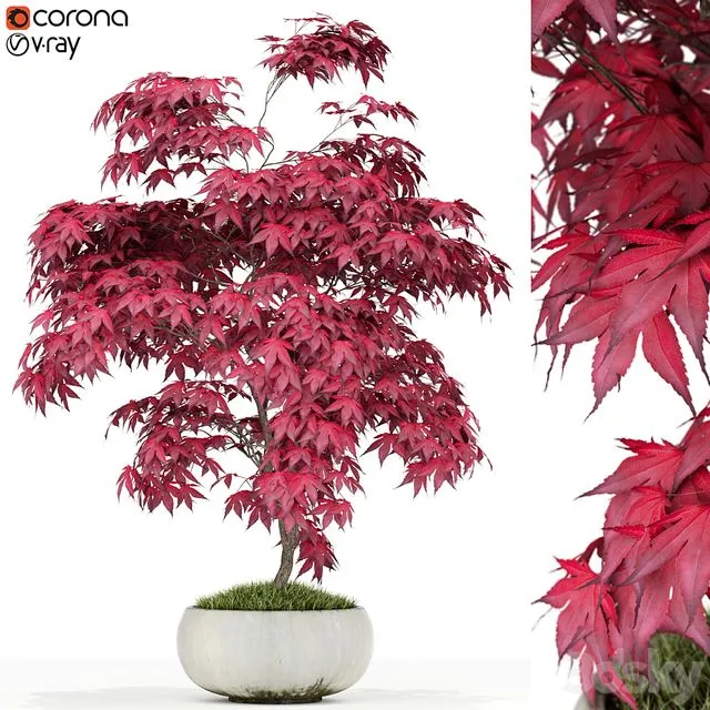 Plants collection 165 (red maple) 3D Model