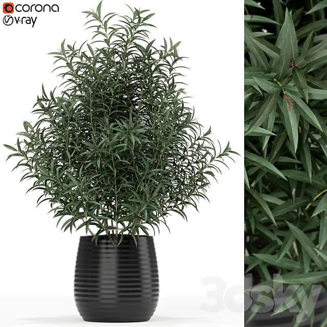 Plants collection 167 3D Model