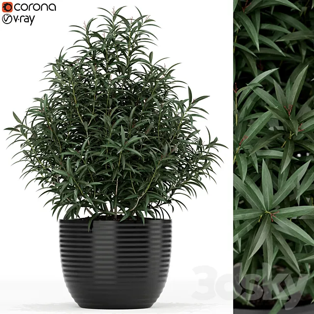 Plants collection 168 3D Model