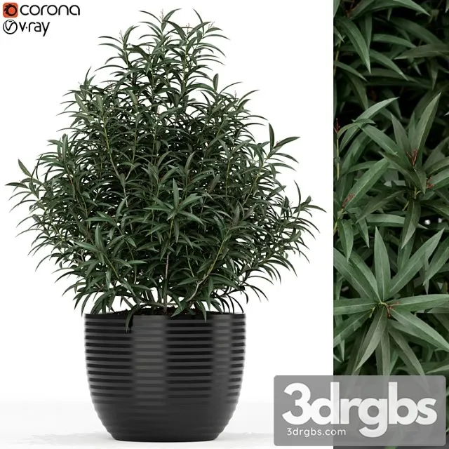 Plants collection 168