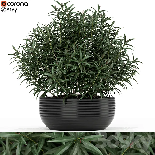 Plants collection 169 3D Model