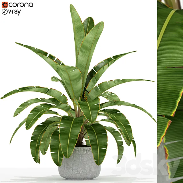 Plants collection 173 3D Model
