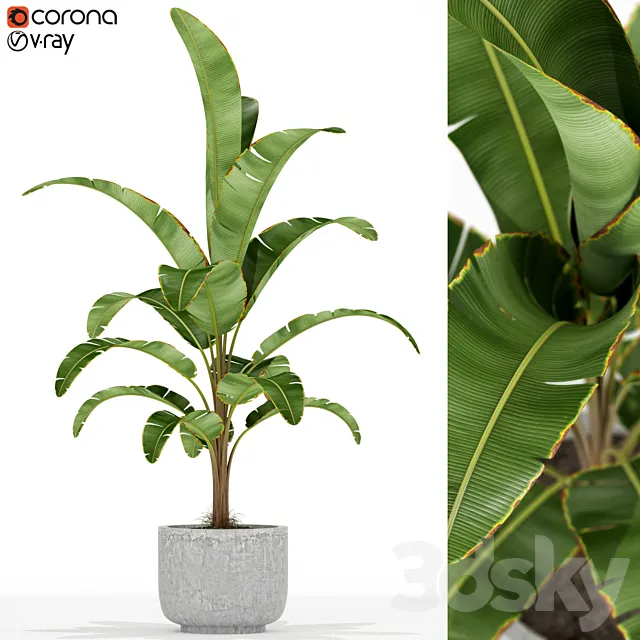 Plants collection 174 3D Model