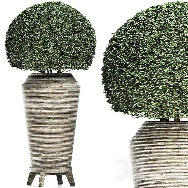 Plants Collection 175 Ligustrum Lucidum 3D Model