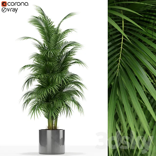 Plants collection 176 3DModel