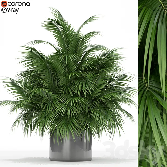 Plants collection 177 3D Model