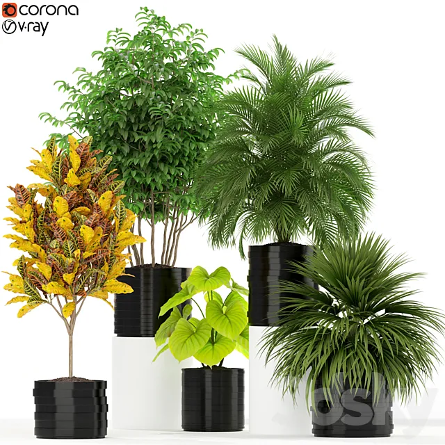 Plants collection 183 3DModel
