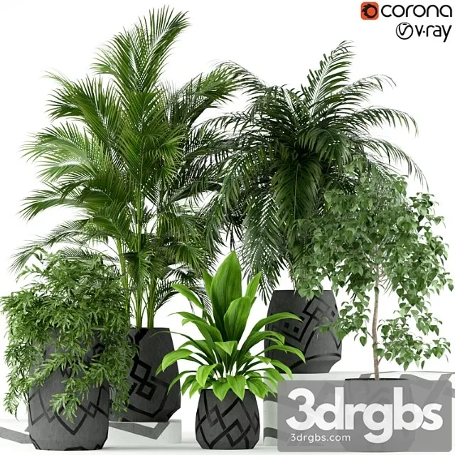 Plants collection 195