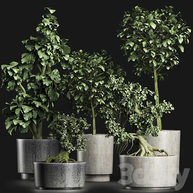 Plants Collection 199 Sageretia Theezans 3DModel