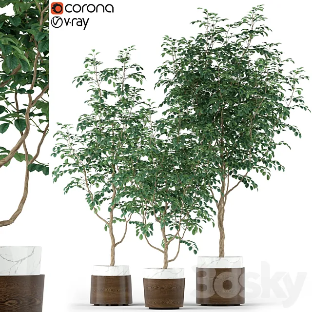 Plants collection 205 3D Model