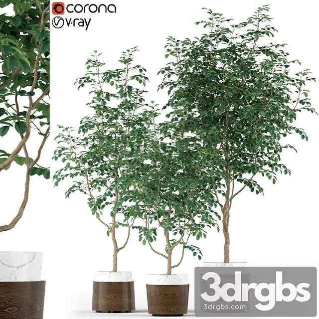 Plants collection 205