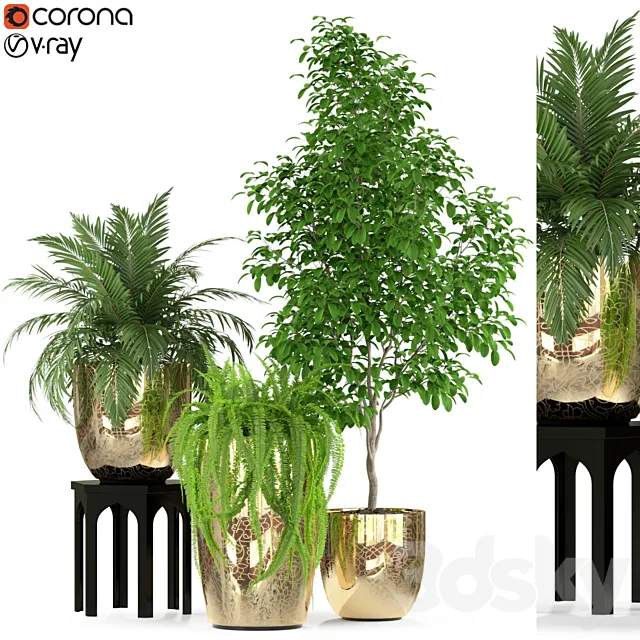Plants collection 235 Free Download