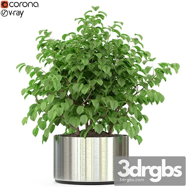 Plants collection 246