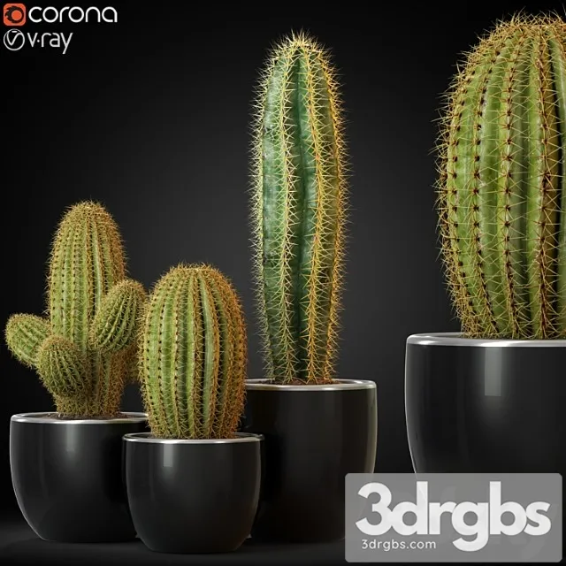 Plants collection 258