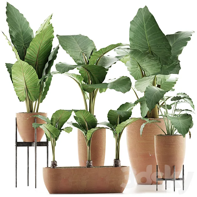Plants Collection 31 Free Download