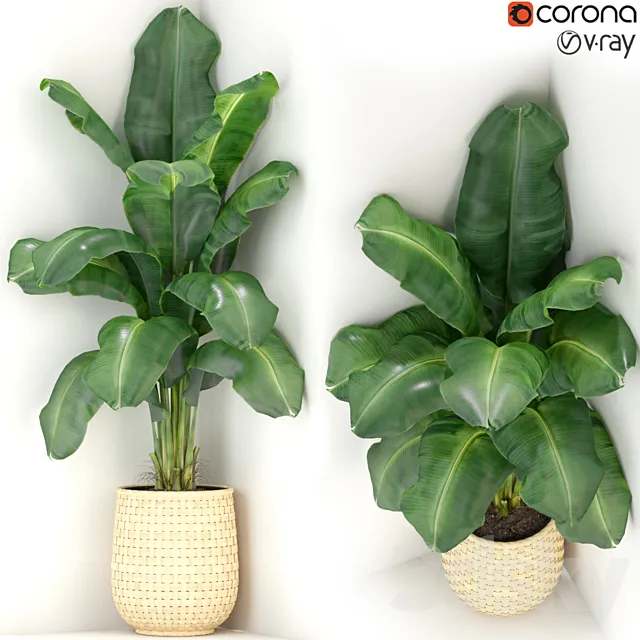 Plants collection 313 3D Model