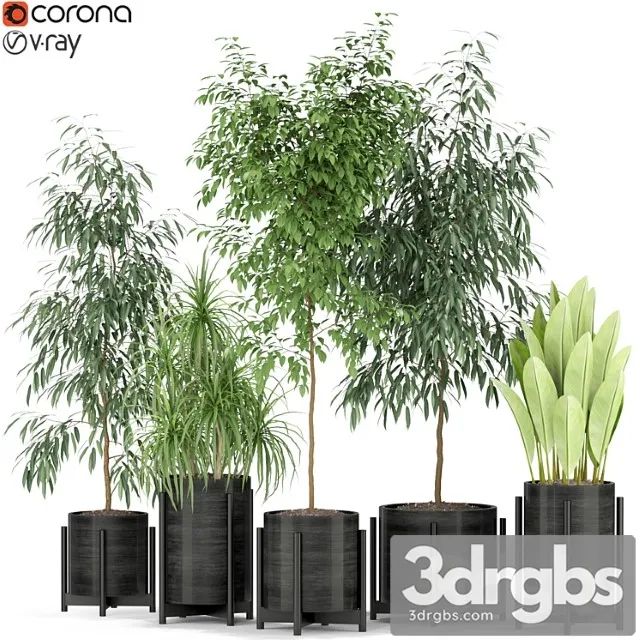 Plants collection 345