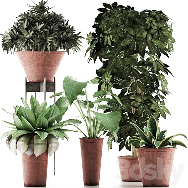 Plants Collection 35 3D Model