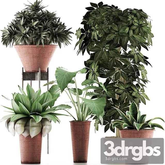 Plants collection 35