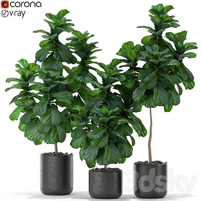 Plants collection 366 3D Model