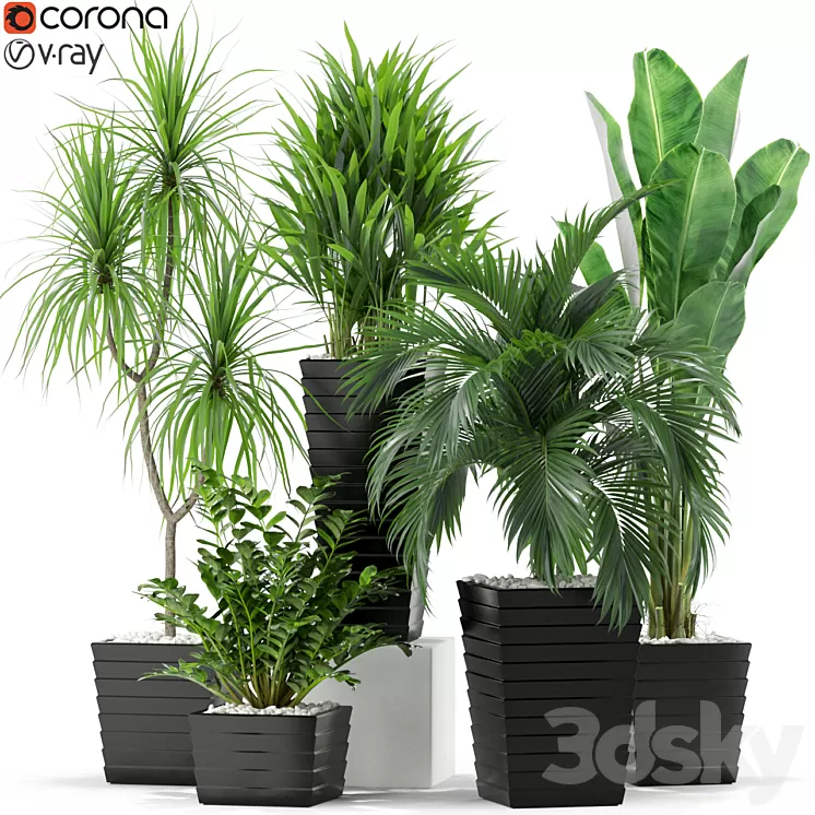 Plants collection 371 3D Model