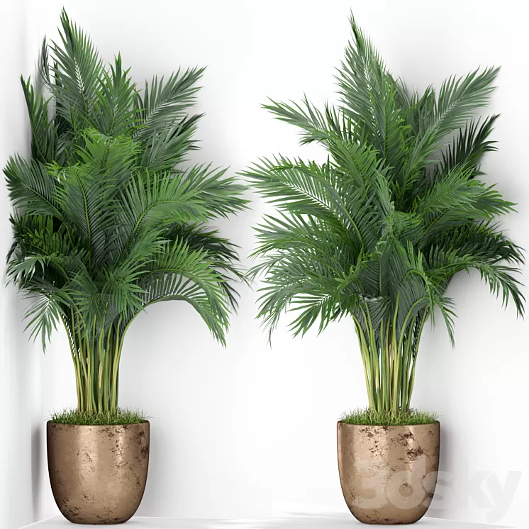 Plants collection 386 3D Model