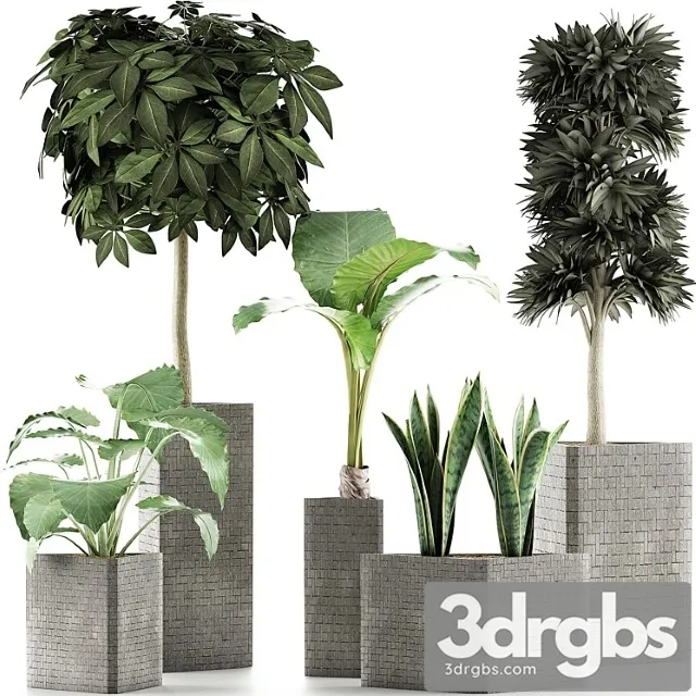 Plants Collection 39 3D Model Free