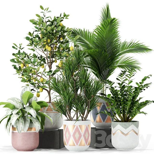 Plants collection 442 Free Download