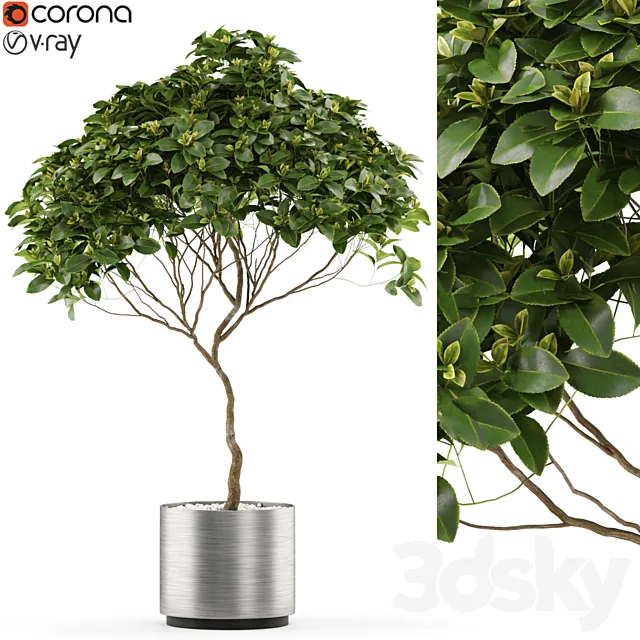 Plants collection 503 3DModel