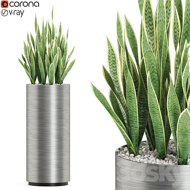 Plants collection 506 3DModel