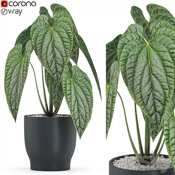 Plants collection 517 3D Model